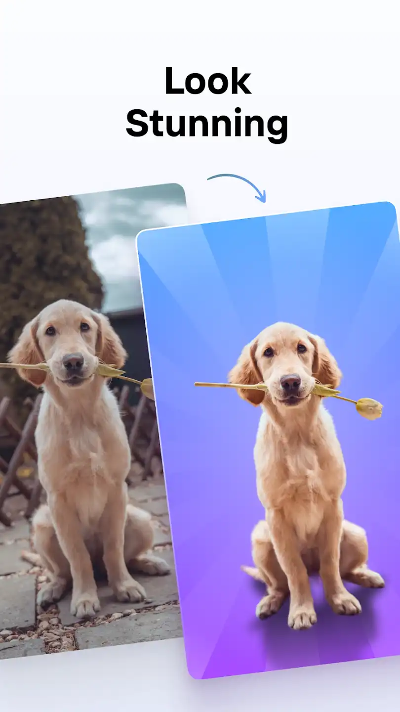Photoroom Pro Apk